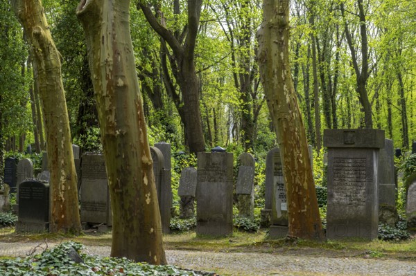 Germany, Berlin, 09.04.2024, Weißensee Jewish Cemetery, Gravestones, Acacia trees, Europe
