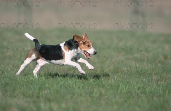 Beagle