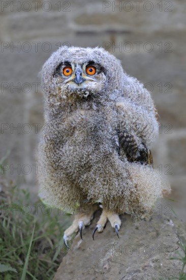Eurasian eagle-owl (Bubo bubo) juvenile, Germany, Europe