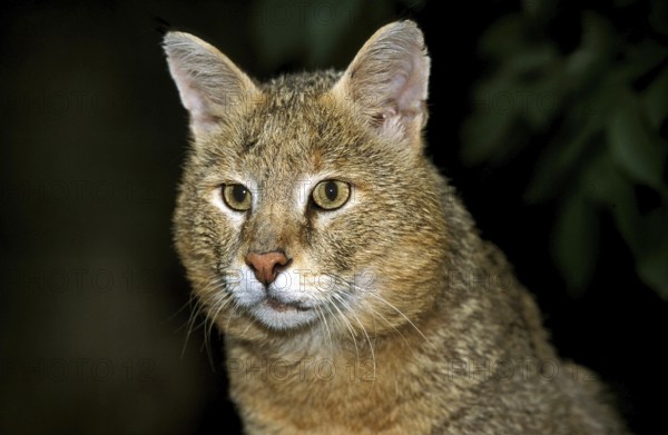 Jungle Cat (felis chaus), Portrait of Adult