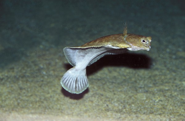 Turbot (scophthalmus maximus), Adult swimming