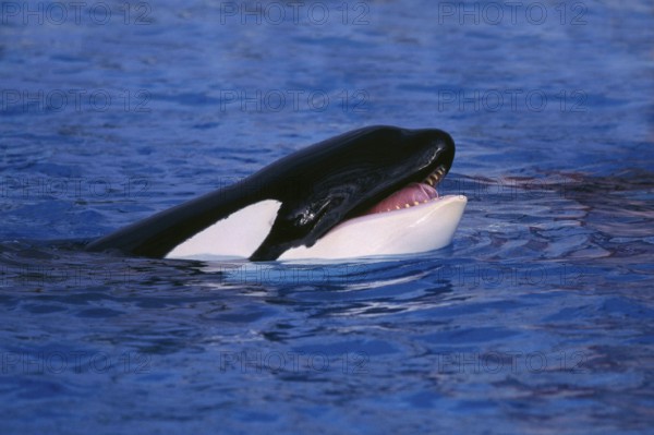 Killerwhale, Orca (Orcinus orca), Schwertwal, Orka