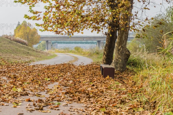 A suitcase sits beside a leaf-covered path under a tree in autumn, in Daejeon, South Korea, Asia