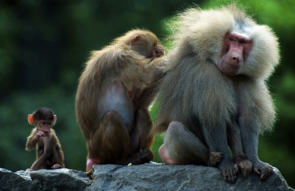Hamadryas baboons (Papio hamadryas), pair and young, female grooms male