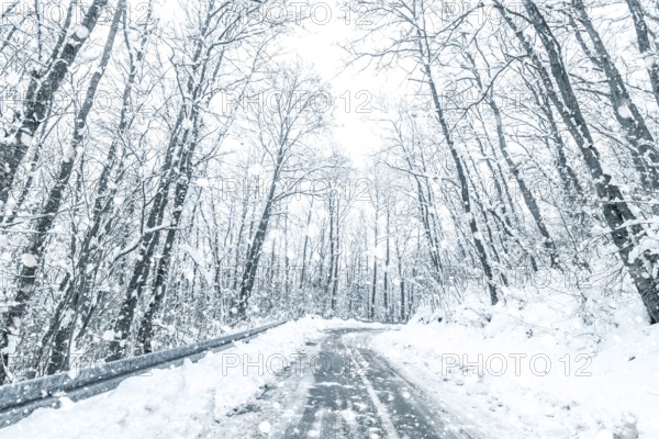 Winter forest snow road. Forest road winter snow view