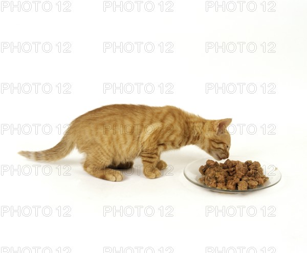 Red tabby domestic cat, kitten eating against white background