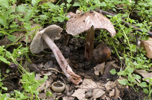 Inocybe adaequata (Inocybe adaequata)
