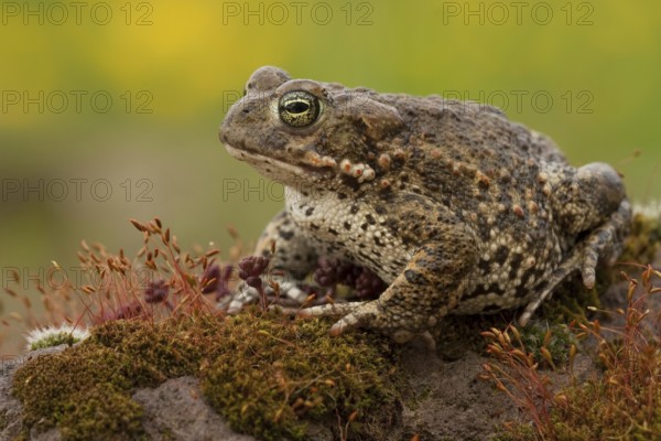 Natterjack toad (Epidalea calamita), Germany, Europe