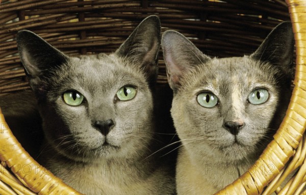 Tonkinese Domestic Cat, Adults laying in Basket