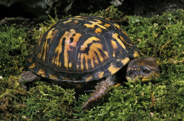 EASTERN BOX TURTLE (terrapene carolina)