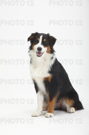 Australian Shepherd, bitch, black-tri