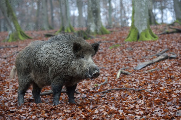 Wild Boar (Sus scrofa), tusker