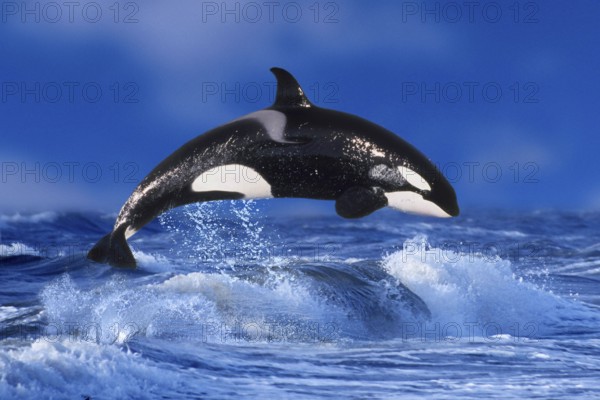 Orca (Orcinus orca), Schwertwal, Orka, [animals, aussen, outdoor, adult, seitlich, side, Bewegung, motion, springen, jumping, Querformat, horizontal, Kraft, power, Lebensfreude, joy of life, Saeugetiere, mammals, Wale, whales, schwarz-weiss, black & white]