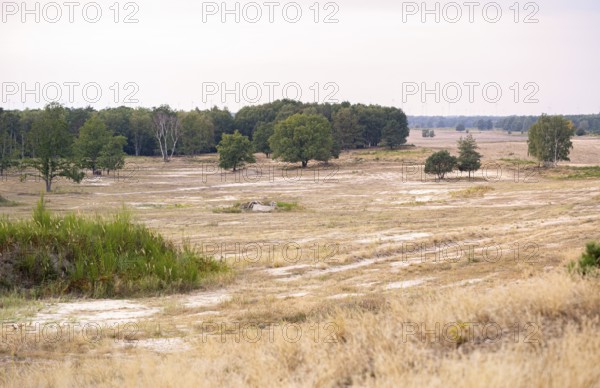 Döberitzer Heide, view of the open land, nature reserve, Brandenburg, Germany, Europe