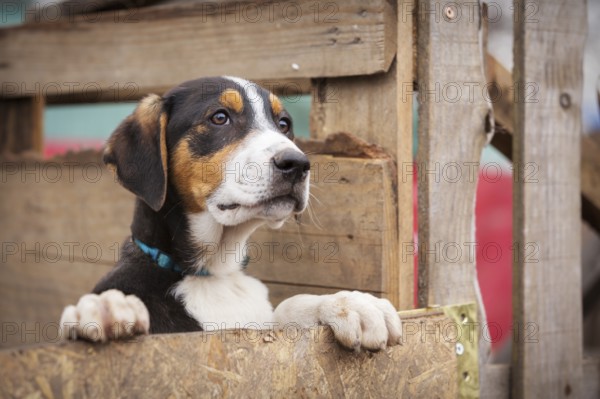 Portrait of sad dog puppy in shelter behind fence waiting to be adopted