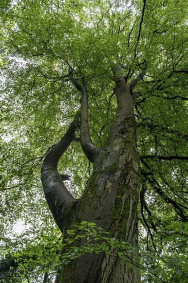 Tree in the forest at Schaumberg, Tholey, Saarland, Germany, Europe