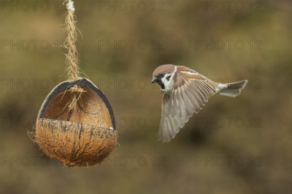 Tree sparrow with open wings flying to feeding dish left looking