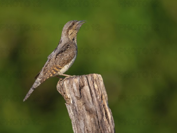 Wryneck on perch, (Jynx torquilla), Ormoz area, Ormoz, Podravska, Slovenia, Europe