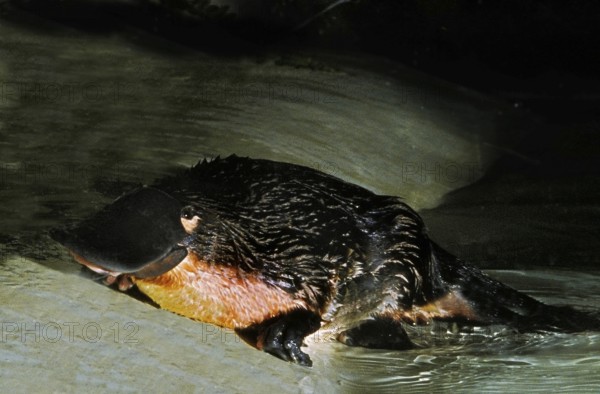 Platypus (ornithorhynchus anatinus), Adult emerging from Water, Australia, Oceania