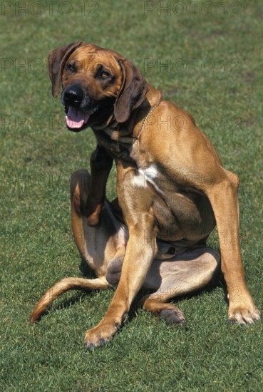 Dog Scratching its Neck