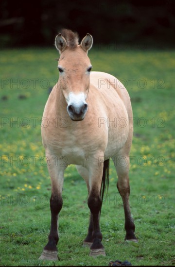 Przewalski-Pferd, Stute, Przewalski's Wild Horse (Equus przewalskii), mare, [Saeugetiere, mammals, Huftiere, hoofed animals, Pferde, horses, Pferdeartige, equids, Unpaarhufer, Asien, asia, aussen, outdoor, frontal, head-on, von vorne, Wiese, meadow, weiblich, female, aufmerksam, alert, stehen, standing, adult, Hochformat, vertical]