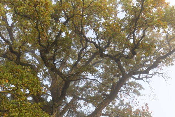 Alte Eiche, old oak