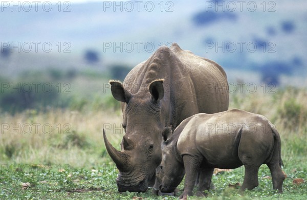 White Rhinoceros (ceratotherium simum), Female with Calf, South Africa, Africa