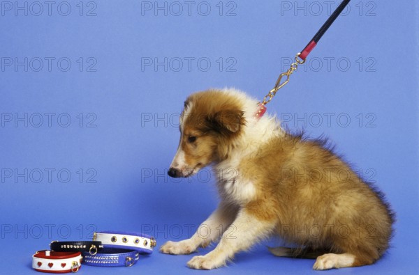 Collie Dog, Pup with Leash and Collar