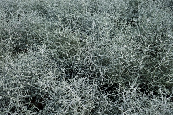 Calocephalus brownii