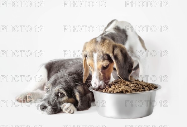 Shaggy puppy mongrel with a metal bowl of dry food