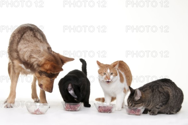 Domestic cat and mixed breed dog, barf, barfen, raw food, raw feeding dish, food bowl