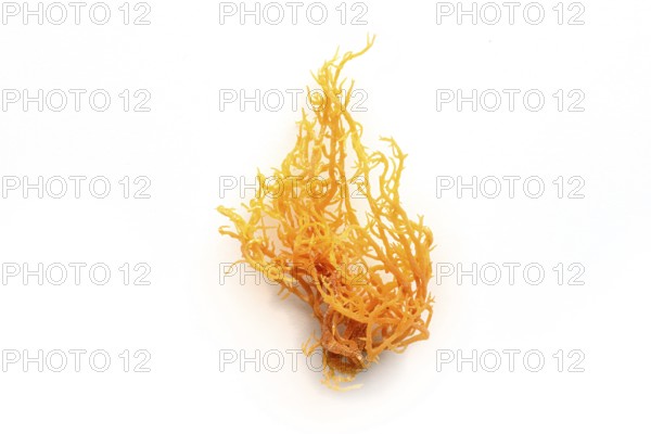 Irish sea moss. Chondrus Crispus, healthy organic raw seaweed, a close-up on a white background, isolated, Food photography, Food photography