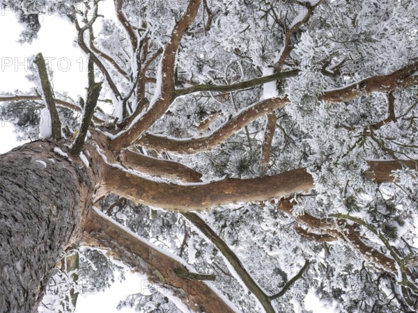 View from below upwards into an icy pine tree in Germany