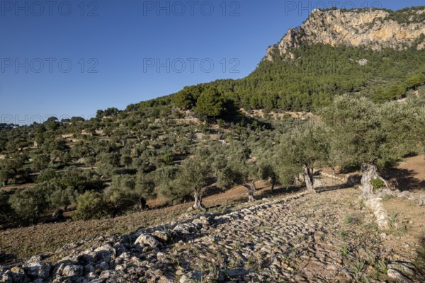Camino empedrado del olivar de Son Moragues, antiguo camino de carro al Port de Valldemossa, Valldemossa, Mallorca, Balearic Islands, Spain, Europe