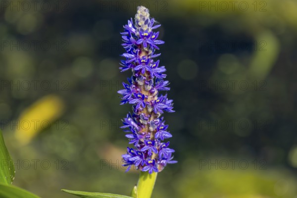 Pickerelweed, Pickerel Rush Water hyacint (Pontederia cordata) . The pickerelweed or pickerel weed, native amerivan flowers