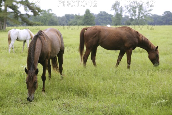 Horses feeding grass in a Texas green meadow, nature