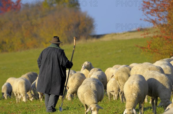 Landscape : Swabian Alb Flock of sheep in autumn on pasture, with shepherd, domestic sheep (Ovis orientalis aries)