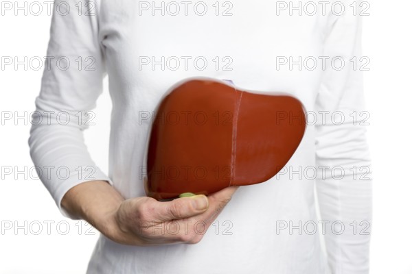 Female person holding red human liver model at white body