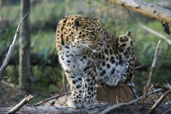 Amur Leopard (panthera pardus orientalis), Adult sitting, looking around