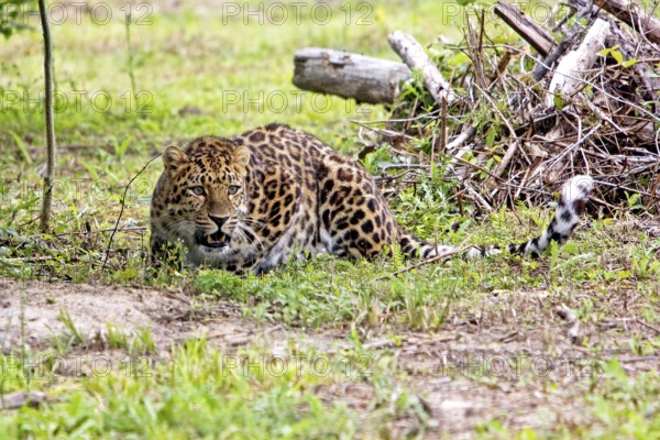 Amur amur leopard (panthera pardus orientalis), adult lying on grass