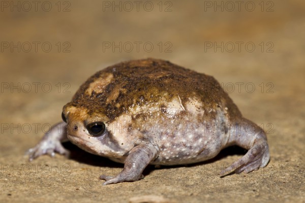 Bushveld Rainfrog, Hidden Valley, KwaZulu-Natal, South Africa (Breviceps adspersus)