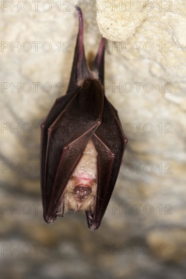 GREATER HORSESHOE BAT (rhinolophus ferrumequinum), ADULT HIBERNATING IN A CAVE, NORMANDY IN FRANCE
