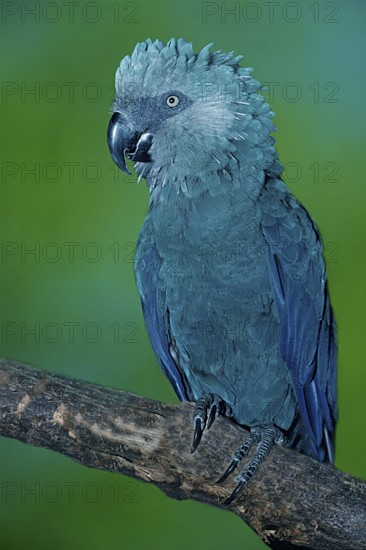 Spix's Macaw (Cyanopsitta spixii), Spixara, Spix' Blauara, [Suedamerika, south america, Vogel, Voegel, birds, Papageien, parrots, Aras, macaws, Tiere, animals, aussen, outdoor, Ast, branch, frontal, von vorne, head-on, adult, Hochformat, vertical, blau, blue]