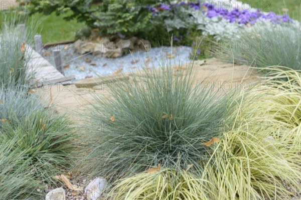 Blue fescue (Festuca glauca 'Elijah Blue')