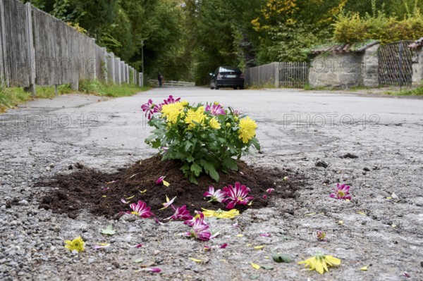 Flowers planted in a pothole on the road, symbolic image for road damage and dilapidated infrastructure, Neuhaus am Schliersee, Upper Bavaria, Bavaria, Germany, Europe