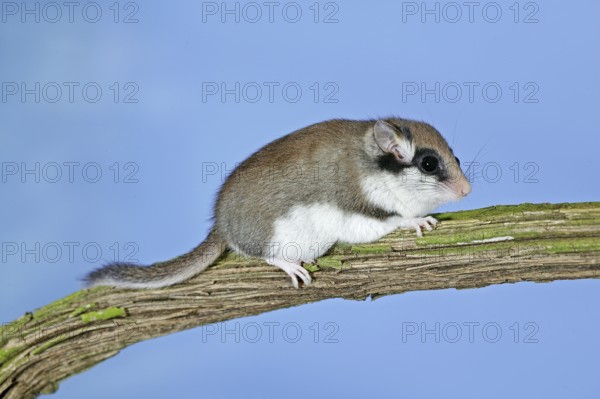 Garden dormouse (eliomys quercinus), adult on branch