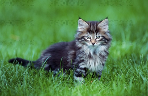 Norwegian Forest Cat, kitten, 10 weeks