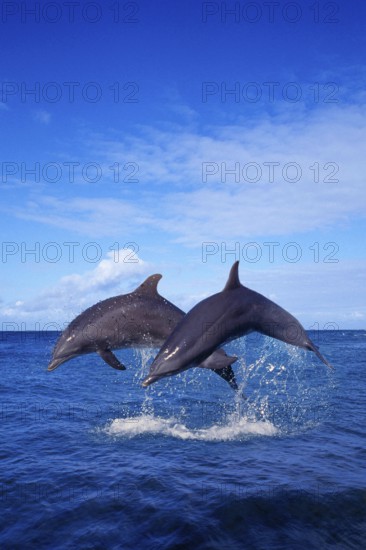 Bottlenose (Tursiops truncatus) Dolphines, Grosse Tuemmler, Delphine, [Tümmler, animals, aussen, outdoor, adult, Bewegung, motion, springen, jumping, Paar, pair, zwei, two, Kraft, power, Lebensfreude, joy of life, Saeugetiere, mammals, Wale, whales, Hochformat, vertical]
