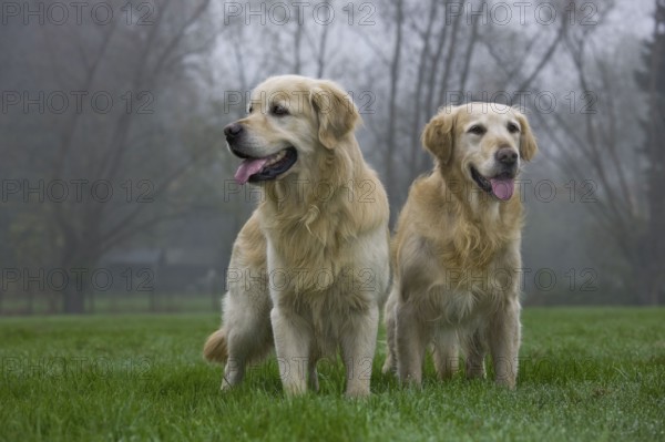 Golden retriever