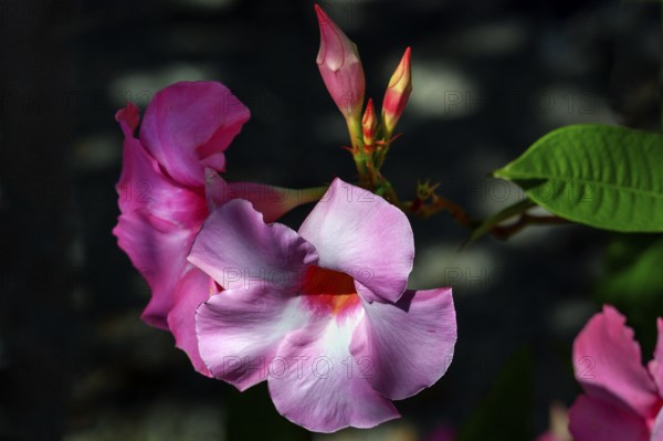 Mandevilla (syn.: Dipladenia A.DC.), Bavaria, Germany, Europe